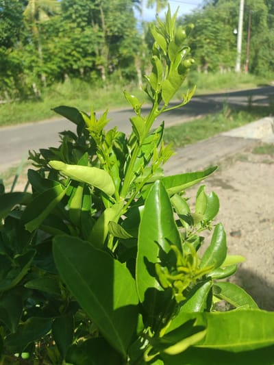 In Lancokpanteara, Indonesia, a close-up shot focuses on a vibrant green citrus plant with new leaves and small, developing fruits. The plant is in the foreground, with a blurred background showing a paved road curving to the right, bordered by grassy verges. Beyond the road, a line of lush green trees forms a dense backdrop under a bright, sunny sky. The lighting suggests it is daytime, with the sun casting distinct shadows on the plant's leaves, highlighting their texture and the droplets of water, possibly from dew or recent rain, clinging to them. The overall impression is one of natural growth and serene, outdoor ambiance.