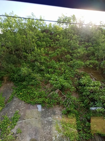 The image captures a close-up view of a natural embankment covered in dense green foliage and vegetation, with exposed rock faces visible in the foreground. The embankment appears to be part of the natural landscape in Glenahilt, Ireland. The sunlight filters through the leaves, creating a dappled effect on the scene. There are no people or animals visible in the image. The environment is characterized by the rugged texture of the rocks and the lushness of the plants, suggesting a well-established natural growth area. The overall impression is one of a wild and overgrown hillside.
