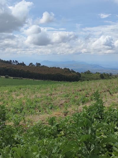 The image depicts a landscape in the Municipality ward of Kenya. In the foreground, there is a field with lush green vegetation, likely crops, with some areas showing brown patches. Behind the field, a line of trees forms a border with a denser wooded area. In the distance, hazy mountains are visible under a sky filled with white and grey clouds. The sky takes up a significant portion of the image, approximately the upper third. The scene appears to be a rural setting with agricultural land. There are no people visible in the frame.