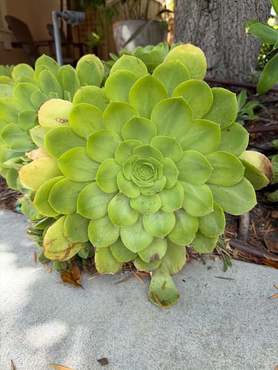 The image shows a close-up, overhead view of a vibrant green succulent plant. The plant is large and exhibits a rosette pattern with many layers of tightly packed, rounded leaves. The leaves are a bright, uniform green, with some showing subtle hints of yellow and brown, particularly on the outer edges, suggesting natural aging or slight stress. The center of the rosette is tightly coiled, indicative of healthy growth.
The succulent is situated outdoors, bordered by a textured concrete surface on the right and the base of a tree trunk on the left. The ground around the plant appears to be covered with soil, mulch, and some dry leaves and pine needles, suggesting a garden or natural landscaping setting. In the background, to the left and out of focus, there are hints of other greenery and some man-made structures, possibly part of a patio or backyard. The lighting suggests it is daytime, with some shadows indicating the sun is not directly overhead. The overall scene is calm and natural. No people, text, or specific events are depicted. The location context of Irvine, USA, aligns with the presence of drought-tolerant plants like succulents and the common use of concrete in landscaping.