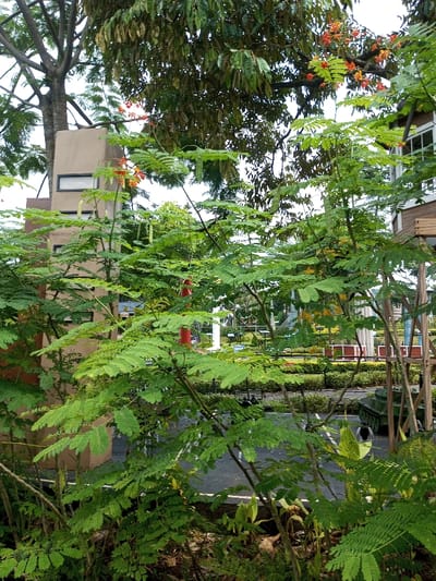 The image displays an outdoor scene within Tân Kỳ Commune, Vietnam, characterized by lush vegetation and structural elements. The foreground is dominated by a large green shrub or small tree with dense pinnate leaves, numerous red-orange flowers, and elongated green seed pods. The ground directly beneath the shrub consists of dark soil.
In the midground, a dark paved surface is visible, bordered by manicured low green hedges. Several structures and objects are present: To the left, a light-brown, multi-story building section with two horizontal rectangular windows is partially visible. A prominent red cylindrical object stands to the right of this building section. Further right, a multi-tiered wooden structure with white-framed windows is partially visible. On the paved surface, a green miniature tank model is centrally located, and a smaller dark-colored vehicle model is visible to its left. A light-colored, upright figure is partially obscured near the green tank. In the background, an array of white pillars or sculptures, along with additional green landscaping and white-and-red benches, populate a park-like setting.
The upper background features a dense canopy of various green trees, some displaying darker foliage or seed pods. The sky is overcast and appears light grey or white.