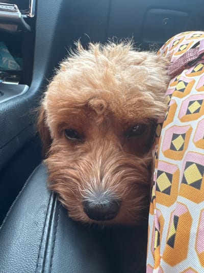 A close-up, eye-level shot shows the face of a small, light brown dog resting in a car. The dog is positioned in the foreground, with its head tilted slightly to the left, obscuring part of its face behind a brightly patterned fabric. The fabric has a geometric design with repeating diamond shapes in orange, pink, yellow, and dark gray on a white background.
The dog's fur is shaggy and appears to be a reddish-brown color, with some lighter strands around its nose and eyebrows. Its dark eyes are visible, and it appears to be looking forward, though its gaze is somewhat obscured by its fur. The dog's nose is black and slightly wet.
To the left of the dog, a black, textured surface of a car's interior is visible. This surface appears to be part of the seat or console. In the upper left corner of the image, a sliver of a silver-colored car console can be seen, with a blue object partially visible behind it.
The lighting suggests this image was taken during the day, likely inside a vehicle. The overall impression is an intimate, candid shot of a pet in transit. The scene is not indicative of any specific location within Deerfield Beach, United States of America, beyond being inside a car.