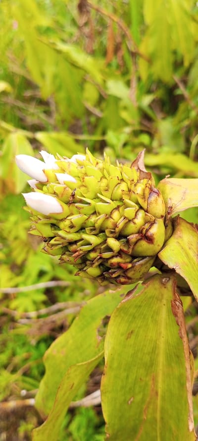 The image displays a close-up, vertical shot of a striking plant specimen, likely in the process of flowering, set against a blurred green background in Mayawso, Sierra Leone. The primary subject is the plant's inflorescence, a robust, cone-shaped structure densely packed with numerous bright green, scale-like bracts. These bracts exhibit subtle brown and reddish hues at their edges and bases.
From the upper portion of this green cone, several elongated, pristine white, bud-like structures emerge, indicating nascent blooms. Small, dark ants are visible crawling on the surface of the green bracts and near the white buds, suggesting activity such as foraging. The surrounding background consists of out-of-focus green foliage, creating a natural, lush environment. The lighting is bright and even, characteristic of daytime conditions, without any harsh shadows, suggesting either direct sun or bright overcast weather. There is no visible text or human activity depicted.
