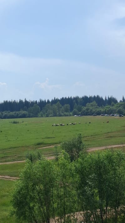 A wide shot depicts a pastoral landscape under a light blue sky with sparse, wispy clouds. In the foreground, the tops of lush green trees are visible. Beyond these trees, a vast, vibrant green meadow stretches out, dotted with a herd of sheep and a few solitary animals that appear to be horses. The meadow is intersected by dirt paths. In the middle ground, a line of cars and a van are parked along the edge of the meadow, near a dense forest that forms the background. The forest consists of a mix of tall evergreen trees and deciduous trees. The scene appears to be located in or near Biriusa, Russia, given the natural setting and the presence of livestock.