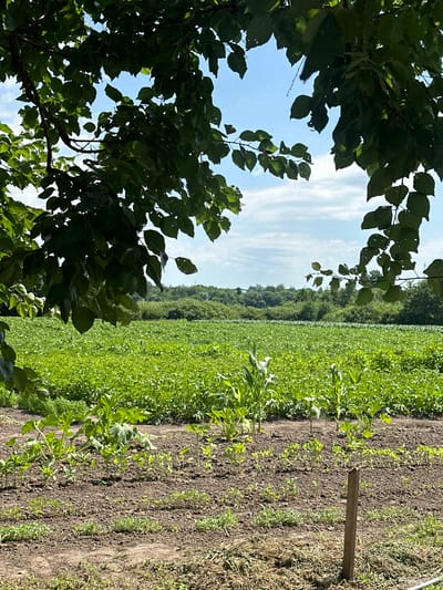 A sunlit, outdoor, ground-level view captures a rural landscape in Yablunivka, Ukraine. In the foreground, rows of young plants, possibly including seedlings and corn, emerge from dark soil. A weathered wooden stake stands vertically in the dirt. A large, mature field of green crops extends into the midground, with a dense treeline forming the background. Overhanging tree branches with lush green leaves partially obscure the bright blue sky, which is dotted with scattered white clouds. The overall scene is serene and depicts agricultural activity.