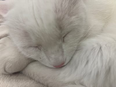 A close-up, low-angle shot shows a fluffy white cat curled up and sleeping. The cat's face is partially obscured by its paws, but its pink nose and closed eyelids are visible. The fur is soft and appears to be a light, consistent white. The background is a soft, light-colored blanket. The image captures a moment of peaceful slumber for the feline. This scene is not located in the city of Dubovoye, Russia; it is a close-up of a domestic cat.