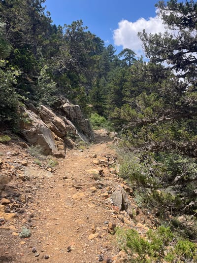 The image depicts a narrow, winding hiking trail on a rocky, mountainous terrain. The path is composed of reddish-brown dirt and scattered stones, with larger rocks and boulders lining the sides. Dense vegetation, including evergreen trees and shrubs, covers the slopes on either side of the trail. The trees appear to be a mix of pine and juniper, with some exhibiting gnarled branches and mossy bark. In the background, the terrain rises, leading into a forested area under a partly cloudy blue sky. The scene is typical of a mountainous landscape, possibly in the Troodos Mountains region of Cyprus, where Prodromos is located. There are no people or animals visible in the image, and no specific objects that would indicate a particular event or activity beyond hiking. The overall impression is one of a natural, rugged environment.