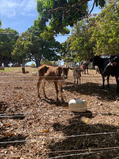 The image captures a rural scene in Pirenópolis, Brazil, depicting cattle within an enclosure under a clear sky. In the immediate foreground, a multi-strand barbed wire fence extends horizontally across the frame. The ground is dry earth covered extensively with brown fallen leaves, indicating arid conditions, with patches of sunlight and shadow.
A slender, light brown calf with white markings on its forehead and muzzle stands centrally in the midground, facing directly forward. To its right, a smaller, dappled grey and white calf is partially visible, facing towards the right. Further back and to the right, a group of several adult cattle, predominantly black, are standing. One large black cow with visible horns stands prominently, while another black cow is seen closer to the foreground within the group. A white, cylindrical plastic container lies horizontally on the ground in the midground, positioned to the right of the central brown calf.
The background is dominated by numerous large, deciduous green trees under a bright blue sky with sparse white clouds. Scattered wooden fence posts are visible among the trees, suggesting a larger fenced area. No human figures are present. The scene indicates a sunny day in an agricultural or semi-rural environment.