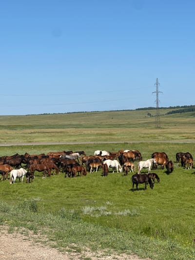 In a wide, grassy field under a clear blue sky, a herd of horses grazes. The horses are of various colors, including brown, white, and black, and some are accompanied by foals. The terrain is gently rolling, with a road visible in the middle ground and a power line tower in the distance. The scene appears to be a rural landscape, possibly on the outskirts of Ust'-Ordynskii, Russia.