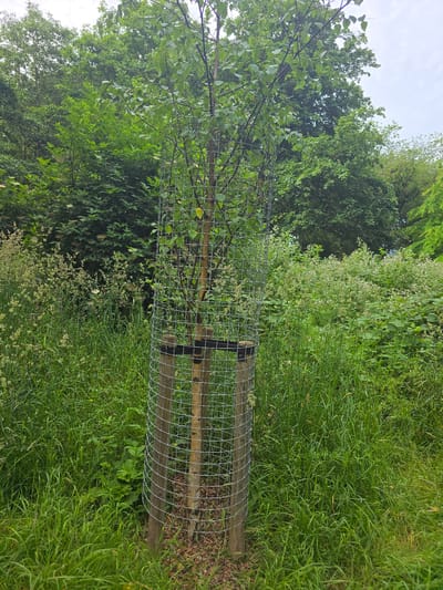 A young tree, protected by a cylindrical wire mesh cage supported by three wooden posts, stands in a grassy area. The tree has a slender trunk and is sparsely leaved with light green foliage. The wire mesh extends from near the base of the tree to just below its lower branches. Surrounding the tree is lush green grass and various other plants, including some with small white flowers. In the background, dense foliage from larger trees creates a backdrop, with the sky visible as a pale, overcast expanse. The scene appears to be in a natural or semi-natural outdoor setting, likely a park or a conservation area within the city of Stockton-on-Tees, United Kingdom. There are no people visible in the image.