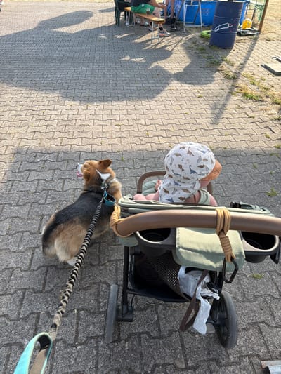 A high-angle, full-shot photograph shows a stroller with a baby and a dog being walked on a paved area. The stroller, a darker color with a light green fabric seat, has a baby wearing a patterned hat and light green clothing sitting in it. A tan rope is wrapped around the stroller's handle. A Corgi dog, with brown, black, and white fur, is on a leash attached to the stroller and walks in front of it. The dog is looking down with its tongue slightly out. The ground is paved with interlocking gray bricks, with some weeds growing between them. In the background, a large blue barrel is visible next to some metal structures. The sun casts long shadows across the ground, suggesting it is late afternoon or early evening. The lighting is warm, indicating it's likely a sunny day. The scene appears to be outdoors, possibly in a park or a recreational area, given the paving and the presence of a stroller and dog. The overall mood seems relaxed and casual.