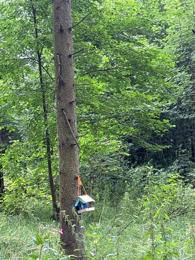 In a wooded area within the city of Pavlovskaya Sloboda, Russia, a bird feeder hangs from the trunk of a mature tree. The feeder, constructed of wood with a blue base and a light-colored roof, is suspended by a red and yellow string. The tree stands amidst lush green foliage, with tall grasses and other plants growing at its base. The surrounding environment is dense with trees and vegetation, creating a natural, verdant scene.