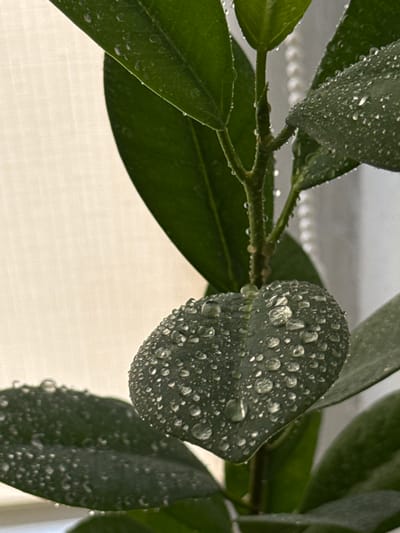 The image is a close-up, vertical shot of a plant with dark green leaves covered in numerous water droplets. The focus is on a rounded leaf in the foreground, heavily speckled with water. Behind it, other leaves and a stem are visible, also adorned with water. The background is a soft, textured, light-colored surface, possibly a curtain or blind, with a blurry white beaded pattern visible to the right. The lighting suggests it is indoors, near a window. The image does not contain any specific details related to the city of Troitske, Ukraine.