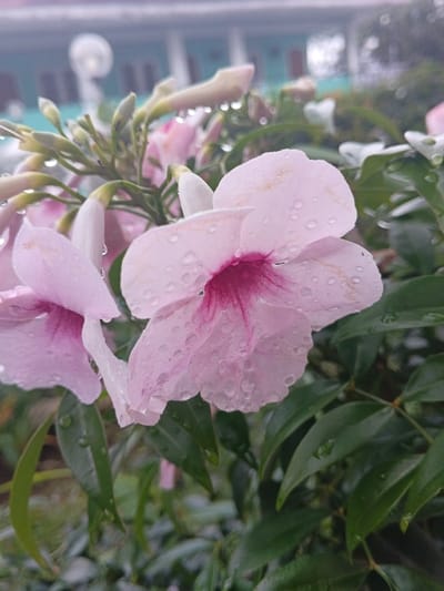Pale pink flowers with magenta centers glisten with raindrops amidst lush green foliage. The petals are delicate and slightly translucent, showcasing the vibrant inner hues. Droplets cling to the leaves, adding a fresh, dewy quality to the scene. The background reveals a blurred building, hinting at a garden setting. The soft light accentuates the gentle colors and highlights the textures of the petals and leaves.