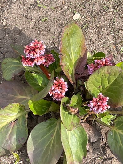 The image shows a close-up view of a flowering plant in a garden setting. The plant has large, rounded, green leaves, some of which show a reddish-purple hue. Clusters of small, pink flowers are visible among the leaves. The plant is growing in soil that appears dry and cracked.
There is no indication of the image's location being Urussu, Russia, or any people, actions, or interactions present in the scene.