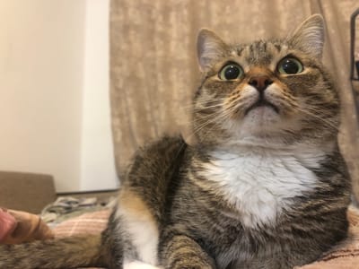 A close-up, medium shot shows a tabby cat with large, wide green eyes looking upwards. The cat has brown, black, and white fur, with a white chest. The background is out of focus and appears to be a room with a textured curtain. The lighting is soft. There are no people visible in the image. The location in the city of Мичуринский, Russia is not discernible from the image.