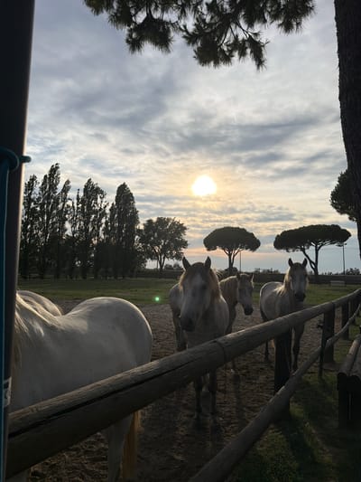 A scene of horses at sunset in Comacchio, Italy. Four white horses are visible, with three in the foreground and one partially obscured on the left. The horses stand in a dirt enclosure bordered by a wooden fence. In the background, a line of tall, slender trees stretches across the horizon, with two umbrella-shaped trees closer to the center. The sky is cloudy, with the sun visible as a bright orb near the horizon, casting a warm glow. The overall impression is one of a serene, pastoral setting at the end of the day.