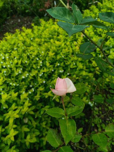 A static, close-up photograph taken in Thành phố Kon Tum, Vietnam, displays a single, partially unfurled rosebud. The rosebud, light pink with outer petals transitioning to a paler hue, is positioned slightly left of the image's vertical center, attached to a dark green stem. Multiple ovate, dark green leaves with visible veins and serrated edges are present along the stem below and to the right of the bud. The background consists of a dense, out-of-focus mass of bright green foliage, possibly a shrub or hedge, interspersed with numerous small, white, dot-like flowers. Additional blurred green leaves and stems are visible on the right side of the frame. The upper left background shows a dark, indistinct area, possibly exposed earth. No individuals, actions, or direct interactions are depicted.