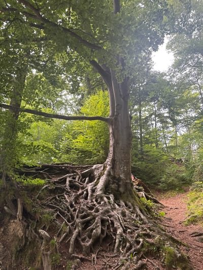 An imposing beech tree with thick, gnarled roots dominates the foreground of this image, which appears to be from the forest near Kufstein, Austria. The tree's trunk is massive and textured, with visible bark and some scarring. Its exposed roots sprawl across the embankment, gripping the soil and creating a complex, natural sculpture. The ground is covered in a mix of soil, fallen leaves, and small patches of moss and grass. A dirt path, also covered in leaves, winds to the right of the tree, disappearing into the dense foliage of the forest. The surrounding environment is lush and green, with the canopy of the beech tree and other trees creating a dappled sunlight effect. The leaves on the trees are vibrant green, suggesting a summer or late spring setting. In the background, the forest continues, with a mix of deciduous and coniferous trees. There is a glimpse of a person's legs wearing blue jeans and black shoes, resting on a root or part of the tree, their back to the camera, positioned in the upper right quadrant of the image. The lighting suggests it is daytime, with sunlight filtering through the leaves.