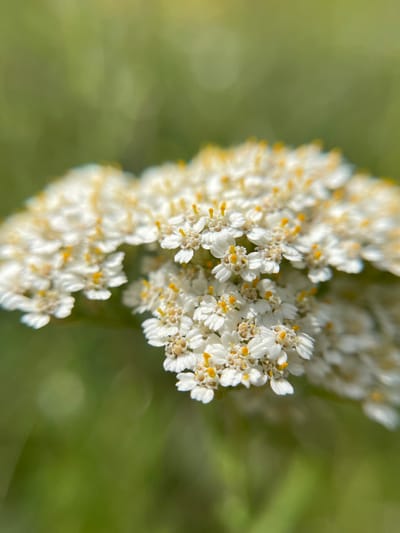 A close-up, macro photograph focuses on a cluster of delicate white flowers with yellow centers. The flowers are arranged in a dense, flat-topped inflorescence. The background is a soft, out-of-focus blur of green, suggesting a natural outdoor setting such as a field or garden. The lighting appears to be natural daylight, casting subtle highlights on the petals. The image does not contain any people or urban elements, and therefore specific location details within the city of Popasne, Ukraine cannot be determined from the visual information alone.