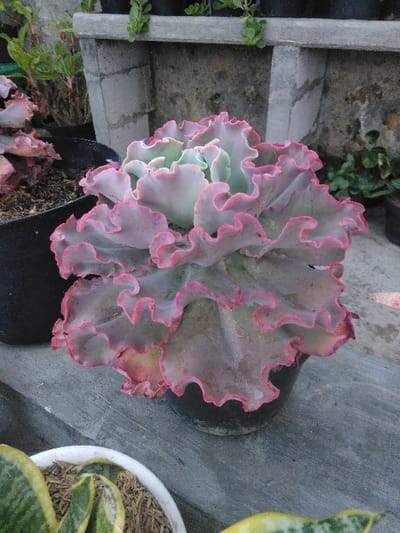 A ruffled Echeveria succulent, displaying pale green-grey leaves with prominent, vibrant pink-red undulating margins, is centrally positioned in a black plastic pot. This pot rests on a textured grey concrete surface. In the lower-left foreground, a white pot containing a variegated Sansevieria plant with green and yellow leaves is partially visible, alongside a fragment of another variegated plant in the lower-right. The background features a worn, light grey concrete structure, likely a wall or planter box, upon which several smaller potted green plants are arranged. Additional green foliage in black pots is visible to the left background. The scene depicts a plant display area. No individuals or animate subjects are present. The location is Venecia, Costa Rica.