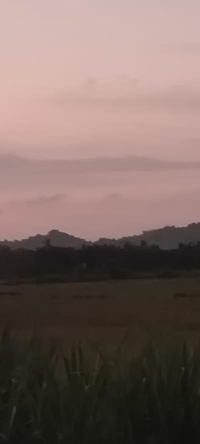 The image depicts a landscape scene, likely captured during dusk or dawn, in the city of Kruengseupeng, Indonesia. The foreground features tall grasses, possibly sugarcane or rice paddies, partially obscuring the view. A flat field stretches behind the grasses, leading to a darker area of trees or a treeline. In the background, layered mountains are visible, shrouded in a light mist or fog. The sky is a soft, pale pink hue, indicative of sunrise or sunset. No people are visible in the frame.