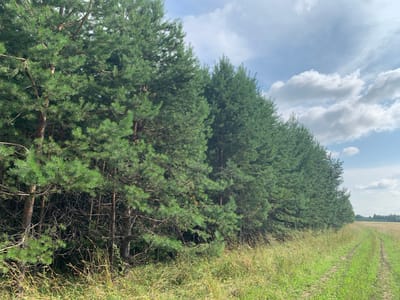 The image captures a sunlit scene on a cloudy day, featuring a dense line of tall pine trees that form a natural border. The trees are vibrant green, with visible branches and needles, and their trunks are varied in thickness. In the foreground, tall, dry grasses and some green vegetation grow along the edge of a dirt road. This road curves to the right, leading into a golden field of harvested crops, likely wheat or barley, with a distant line of trees visible on the horizon. The sky is a mix of pale blue and white clouds. This scene appears to be located on the outskirts of the village of Osha, Russia, with the forest and field suggesting a rural or natural setting. There are no people or animals visible in the image.