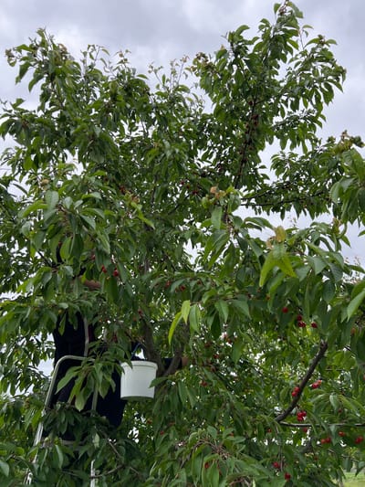 An outdoor scene in Mshanets, Ukraine, depicts a person harvesting cherries from a dense cherry tree under an overcast sky. The individual, partially obscured by foliage and dressed in dark clothing, stands on a silver metal ladder. A white plastic bucket, suspended by a blue handle, hangs near the person, positioned for collecting fruit. The tree is heavily laden with numerous red cherries, some fully ripe and others in various stages of ripening, interspersed among abundant green leaves. The overall environment suggests an agricultural or orchard setting.
