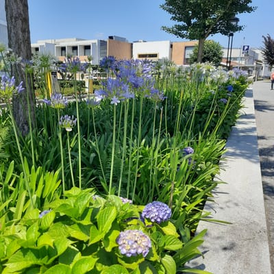 The image depicts a sun-drenched, outdoor scene in Vila Verde, Portugal, featuring a vibrant flower bed bordering a paved walkway. Dominating the foreground are lush green plants, including hydrangeas with clusters of purple and pale purple flowers, interspersed with tall, slender stalks topped with blue-violet agapanthus blooms. A section of a rough-barked tree trunk is visible on the left.
Beyond the flowers, the environment includes modern, white and brick-faced buildings with dark-framed windows, suggesting a commercial or institutional area. A lamppost stands near a blue parking sign with a white 'P'. A person, partially visible, is walking on the paved walkway to the right. The sky is clear blue. The overall impression is one of a well-maintained urban green space bathed in bright sunlight, casting dappled shadows on the pavement.