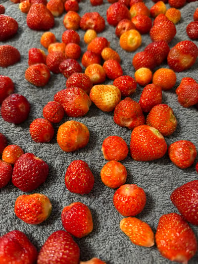 The image shows a close-up, overhead view of numerous strawberries scattered across a textured grey surface, likely a towel. The strawberries vary in size and ripeness, with some exhibiting a deep red color and others a lighter orange-red hue. Many of the berries display visible seeds and have a slightly wrinkled texture. The lighting casts subtle shadows, emphasizing the contours of the fruit. There are no people, animals, or other objects present in the image, and the scene is static. The location in Koltushi, Russia, is not discernible from the image itself.