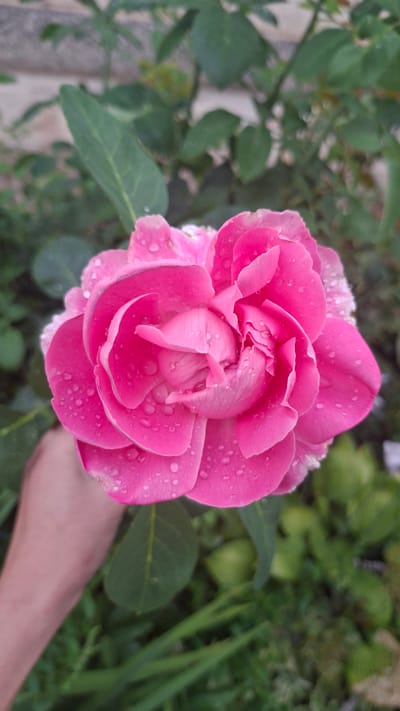 The image shows a close-up of a vibrant pink rose covered in dew drops. The rose is in full bloom, with its petals unfurled, revealing intricate layers. The dew drops glisten on the petals, adding a fresh and delicate appearance. In the background, green foliage and hints of a blurry pathway are visible, suggesting an outdoor garden setting. A portion of a person's arm and hand, with light skin tone, is visible on the right side of the frame, gently supporting or interacting with the rose. The lighting suggests it could be morning or after a rain shower, given the presence of dew. The overall mood is serene and natural, emphasizing the beauty of the rose. The location context is Gazalkent, Uzbekistan. There is no visible text in the image.