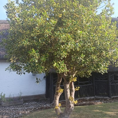 A full, eye-level, outdoor shot captures a variegated holly tree in the foreground. The tree exhibits green leaves with yellow margins, and some branches have small clusters of yellow berries. The tree's trunk splits into two main branches near the base. Behind the tree, a white building with a thatched roof and a dark, rustic wooden structure with a patterned gate are visible. A stone planter with green foliage and purple flowers sits on a cobblestone path to the left of the tree. The ground is covered with grass and moss. The scene is illuminated by sunlight, creating shadows and highlighting the texture of the tree and surroundings. The location is identified as The Municipal District of Adare — Rathkeale, Ireland.