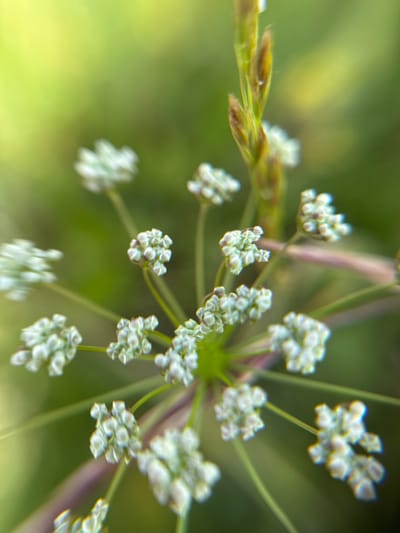 This is a close-up, macro photograph of a cluster of small, pale green buds or flowers, likely on a plant with thin, delicate stems. The background is a soft, blurred expanse of green and yellow, suggesting a natural outdoor setting with foliage and sunlight. The focus is sharp on the intricate details of the buds, which appear to be grouped in small, umbrella-like clusters. Some of the buds show a faint purple or reddish hue on their stems.
To the left of the main floral cluster, a piece of dry, grass-like vegetation with a golden-brown hue is visible, also out of focus. The overall impression is one of nature in detail, with the soft lighting and shallow depth of field creating an ethereal and delicate mood. The time of day appears to be daytime, possibly morning or afternoon, given the brightness and the quality of light. There is no visible text in the image. The location context provided is Bogolyubovo, Russia, which aligns with the naturalistic subject matter of the photograph.