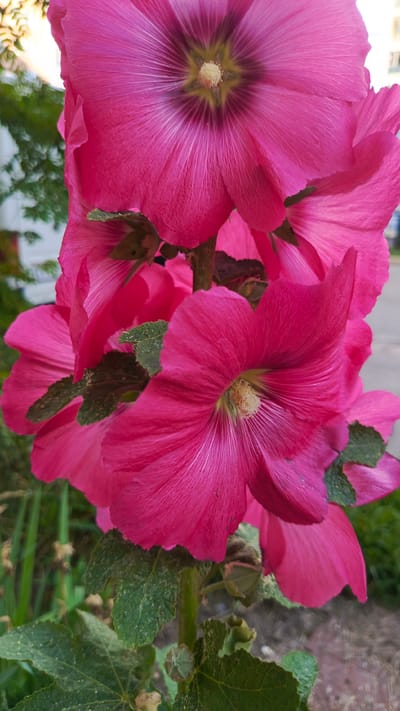 This media file is a close-up, vertical shot of several bright pink hollyhock flowers in bloom. The flowers are clustered together on a stem, with their large, delicate petals unfurling outwards. The center of each flower features a dark purple hue radiating outwards, with a prominent cluster of light yellow stamens. Some of the flowers are in full bloom, while others are partially open or have buds. Green leaves, some showing signs of dust or minor damage, are visible below the flowers, attached to the plant's stem. The background is softly blurred, with hints of green foliage and a suggestion of an outdoor setting, possibly a garden or yard. The lighting appears to be natural daylight, suggesting the photo was taken during the day. There is no visible text in the image. The overall impression is one of natural beauty and vibrant floral display, with the setting likely being Zvenigorod, Russia, as indicated.