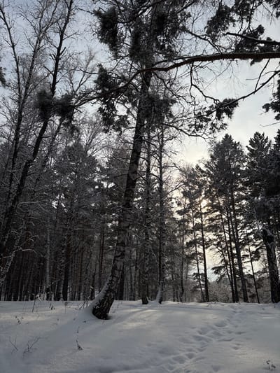 A winter forest scene with a thick blanket of snow covering the ground. Tall trees, some bare and others evergreen, reach upwards towards a grey sky. The sun peeks through the branches, creating a soft glow. A birch tree, distinguished by its white bark, stands out amongst the darker trunks. The image is a mix of stark contrasts and muted tones, conveying a sense of stillness and cold.