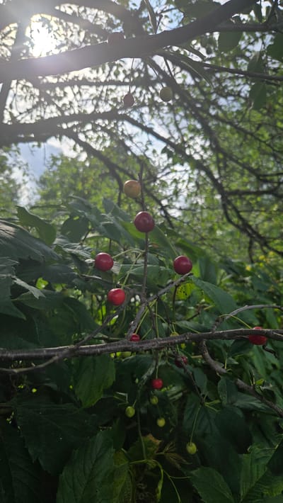 The image depicts a close-up view of a cherry tree branch laden with ripening cherries and green leaves, set against a backdrop of dappled sunlight filtering through a canopy of more foliage. The cherries are varied in color, with some a deep red and others still a pale green or yellow, indicating they are at different stages of ripeness. The branches are dark and gnarled, with the texture of the bark visible. The leaves are broad and vibrantly green, some showing signs of age with slightly curled edges. The overall impression is one of natural abundance and the quiet beauty of a summer day. The scene is located in Cekule, Latvia.