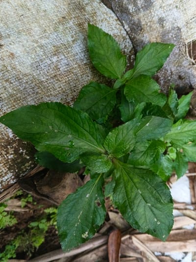 A vibrant green plant with pointed, oval leaves thrives against a backdrop of rough textures. The plant's foliage is dense, with visible veins and water droplets on some leaves. To the left, there's a burlap-like material, and below, glimpses of earth and brown, decaying plant matter add depth to the scene. The composition emphasizes the plant's vitality against a somewhat weathered environment.