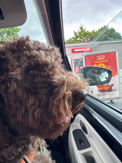 A medium shot shows a brown, fluffy dog with dark eyes and a wet nose, looking out of a car window. The dog is wearing a green harness and appears to be in motion. Outside the car, a red sign that says "SERVICEPLATS" is visible, along with a larger red billboard advertising an "extra MEDLEM. Meat Deal!" which features a picture of a hot dog. Trees and a cloudy sky are in the background. The car interior is visible, with a door panel and window controls in the foreground. The scene is likely at a service area or drive-thru in Åkersberga, Sweden.