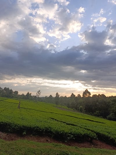 The image displays a serene and expansive tea plantation under a dramatic sky, likely captured during late afternoon or early evening. Vast stretches of vibrant green tea bushes are meticulously arranged in neat, parallel rows that follow the gentle slopes of the rolling hills in the foreground and midground. The lush foliage of the tea plants creates a rich, textured carpet across the landscape, with hints of reddish-brown earth visible along some of the rows.
In the background, a dense line of trees, appearing dark against the horizon, borders the tea fields, providing a natural demarcation. The sky above is a prominent feature, dominated by a mix of dark, heavy grey clouds and lighter, illuminated clouds. Patches of soft blue sky are visible between the cloud formations, through which warm, diffused sunlight filters, creating bright streaks of light near the horizon. This suggests the sun is low in the sky, casting a soft glow over the scene.
No people or specific activities are visible, emphasizing the untouched beauty and tranquility of the agricultural landscape. The setting evokes a sense of peace and the vastness of nature and cultivation, characteristic of regions like Kaplelwo, Kenya, known for its tea production. No text is visible in the image.