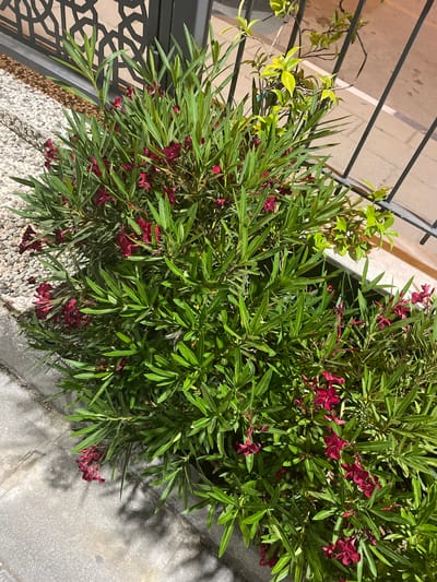 A close-up shot captures a cluster of dark pink oleander flowers amidst lush green foliage. The plant is situated next to a grey concrete curb and a gravel pathway. In the background, a dark metal fence with an intricate geometric pattern separates the plant from a paved area, possibly a street or walkway, illuminated by ambient lighting. The overall scene suggests an outdoor setting in the city of Yunus Emre, Turkey, possibly a residential or public garden area. No people or animals are visible in the frame.