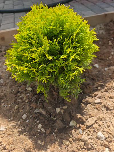 The image shows a small, vibrant green evergreen shrub planted in brown soil with scattered small rocks. In the background, a section of grey brick paving and a wooden border are visible. The lighting suggests it is daytime with sunlight casting shadows. There are no people or animals present in the scene. The location is identified as Хлевино, Russia.