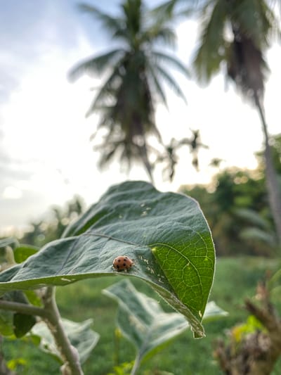 A ladybug with orange and black spots is perched on a large green leaf in the foreground. The leaf has visible veins and a slightly fuzzy edge. Behind the leaf, palm trees are out of focus against a bright sky, suggesting an outdoor tropical or subtropical environment. The background is blurred, with hints of green foliage and sunlight filtering through. The scene appears to be in a garden or natural setting.