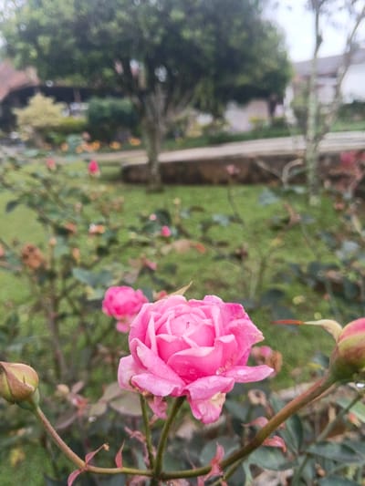A close-up shows a vibrant pink rose, its petals layered and soft-looking, with tiny water droplets clinging to them. Flanking the rose are two buds, hinting at future blooms. The background is blurred, revealing a garden scene with green grass, other rose bushes, and a stone path leading to buildings and a large tree, suggesting a peaceful outdoor setting.