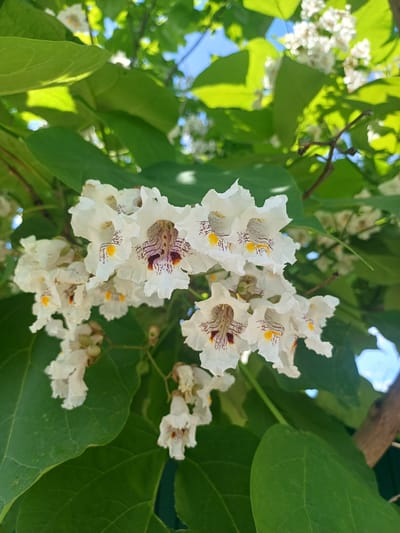 A close-up shot shows a cluster of white flowers with red and yellow markings against a backdrop of vibrant green leaves and a bright blue sky. The flowers appear to be on a tree, likely in bloom. The image has a shallow depth of field, with the flowers in sharp focus and the leaves and sky slightly blurred. This image was taken in the city of Trypillia, Ukraine.