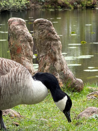 A Canadian goose stands on grassy terrain near a body of water. The goose has a black head and neck with a white cheek patch, and its body is covered in gray and white feathers. The background includes a pond or lake with light reflecting on the surface. A tree root is visible on the ground, near the goose. It's possible this image was taken in Knutsford, United Kingdom, due to the commonality of Canadian geese in such areas.