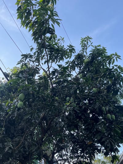 The image depicts a tree with green leaves and several green mangoes hanging from its branches. The tree is set against a clear, blue sky. Power lines are visible crossing through the tree’s branches. The image was taken in Binong, Indonesia.