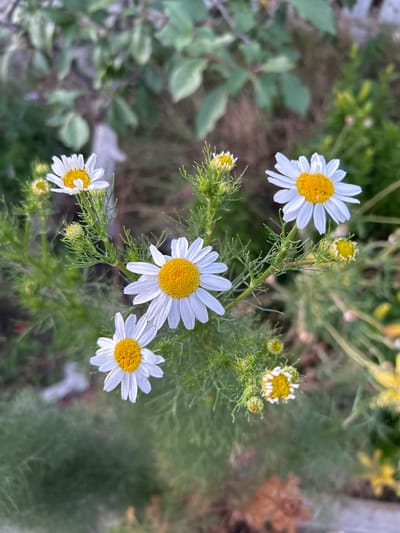 The image shows a close-up of several white daisies with yellow centers. The flowers are in bloom, with some buds also visible. The daisies are clustered together on green stems, surrounded by feathery green foliage. The background is blurred and consists of more greenery and some brown, dry plant material. The lighting suggests it is daytime, possibly with overcast skies as there are no strong shadows. The overall impression is of a natural, garden or wild setting. The location is identified as Veshenskaya, Russia. There is no visible text in the image.