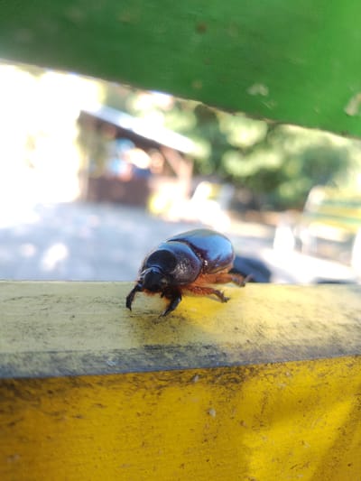 A dark-shelled beetle is positioned on a yellow surface, with a blurred background of green foliage and structures. The beetle is viewed from the side, showcasing its segmented body and legs. The yellow surface appears to be a railing or ledge. The environment suggests an outdoor setting, possibly a park or recreational area, with elements of man-made structures and natural vegetation visible in the soft-focus background. There are no people visible in the image. The scene depicts a close-up view of the insect within its immediate surroundings.