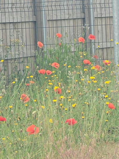 A daytime outdoor scene shows a patch of wildflowers, primarily poppies (red flowers) and yellow wildflowers, growing near a chain-link fence and a wooden structure, potentially a fence or shed. The location is Garden City, United Kingdom. The scene appears to be a natural area, with a mix of cultivated and wild growth. No people are visible.