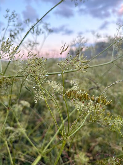 The image captures a close-up view of dill seed heads and delicate white flowers, interspersed with slender green stems and leaves. The dill is slightly out of focus, creating a soft, dreamlike effect. Scattered water droplets glisten on the plants, suggesting dew or recent rain. In the background, a blurred landscape features soft green foliage, indicating a natural, possibly rural, setting. The upper left portion of the image reveals a soft, diffused sky with pale pink and blue hues, hinting at either sunrise or sunset. The overall mood is serene and natural, emphasizing the delicate beauty of the plant life. There is no visible text in the image. The location context places this scene in Грузино-3 Снт, Russia.